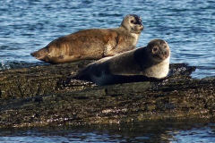 Seals
