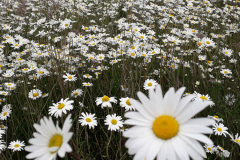 Daisy-Field-at-Altimarlach-1