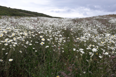Daisy-Field-at-Altimarlach-2