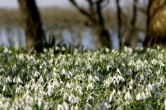 ackergill-snowdrops