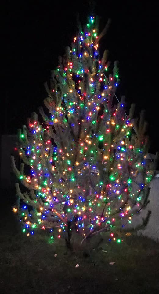 Staxigoe Christmas Tree